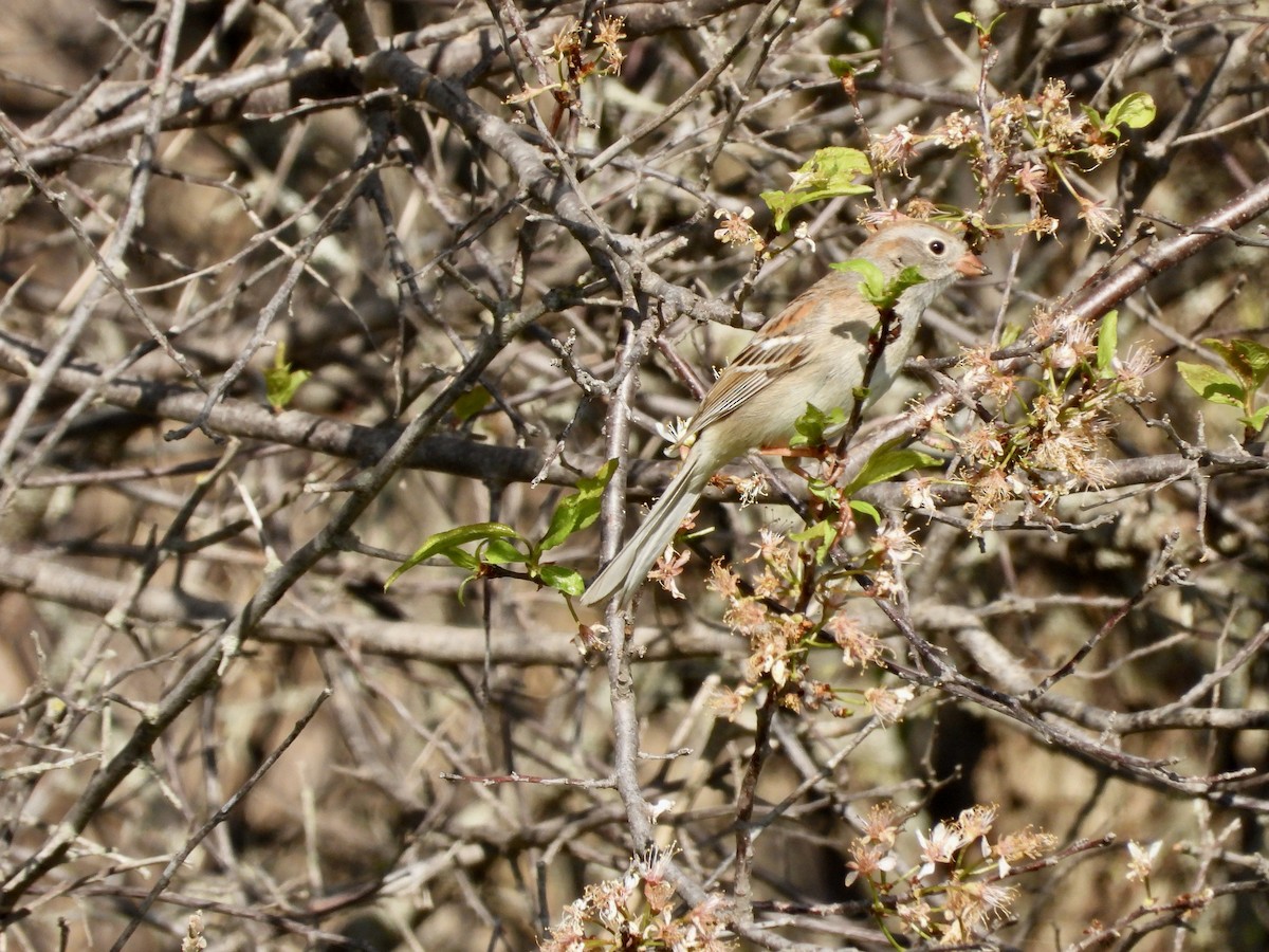 Field Sparrow - ML617848196