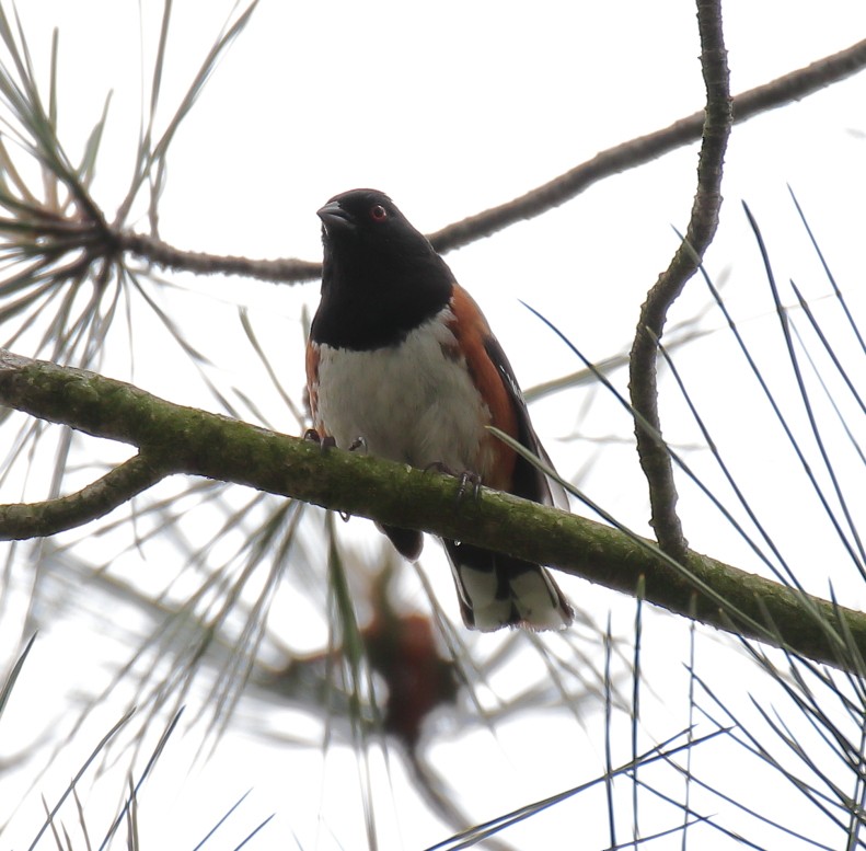 Spotted Towhee - ML617848200