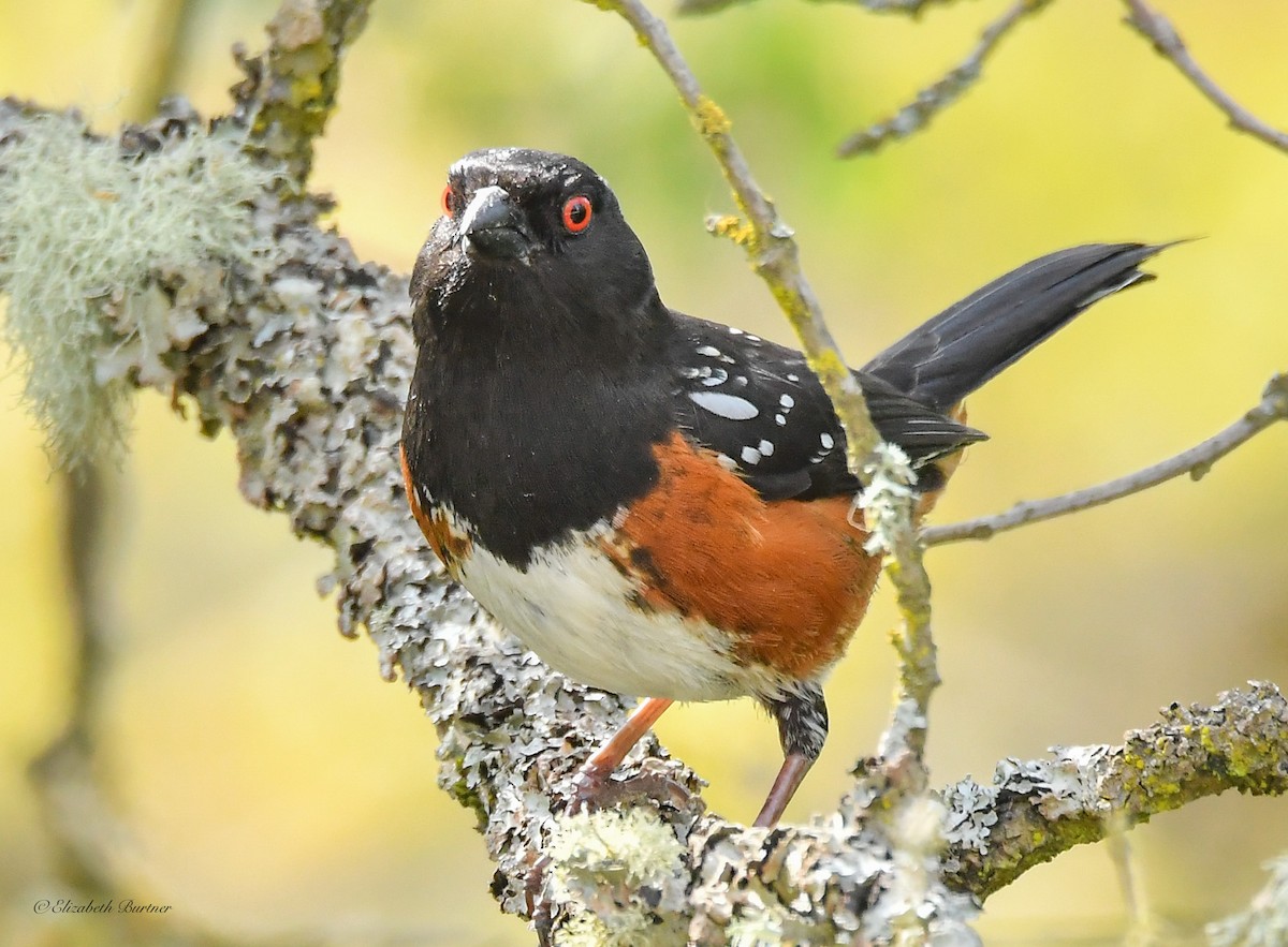 Spotted Towhee - ML617848270