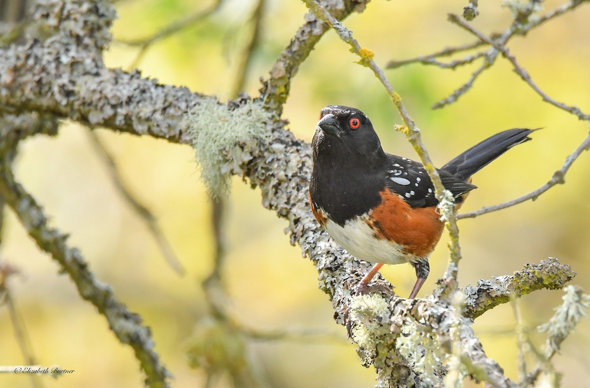 Spotted Towhee - ML617848273