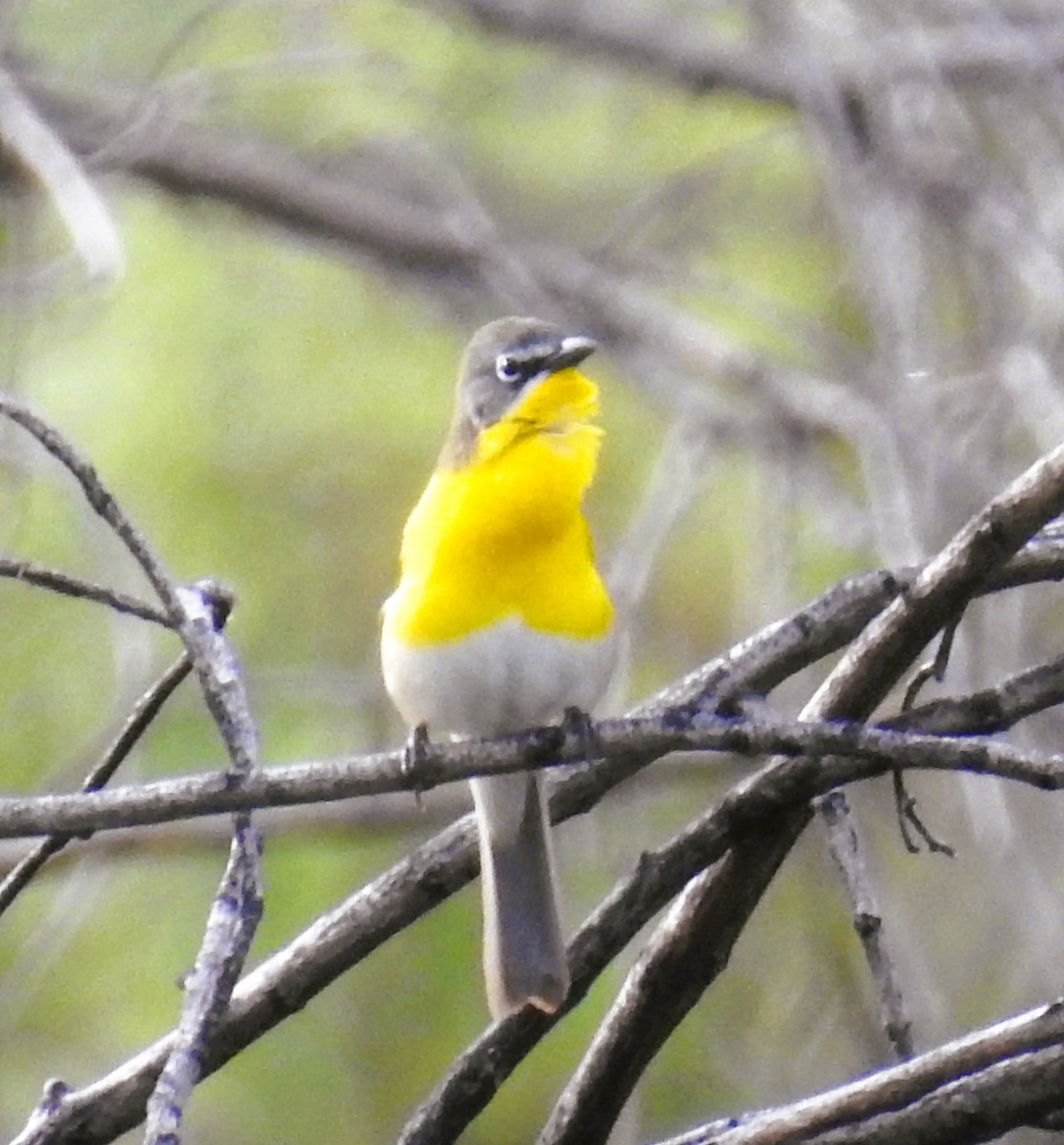Yellow-breasted Chat - ML617848311