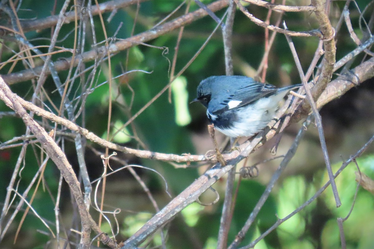 Black-throated Blue Warbler - ML617848314