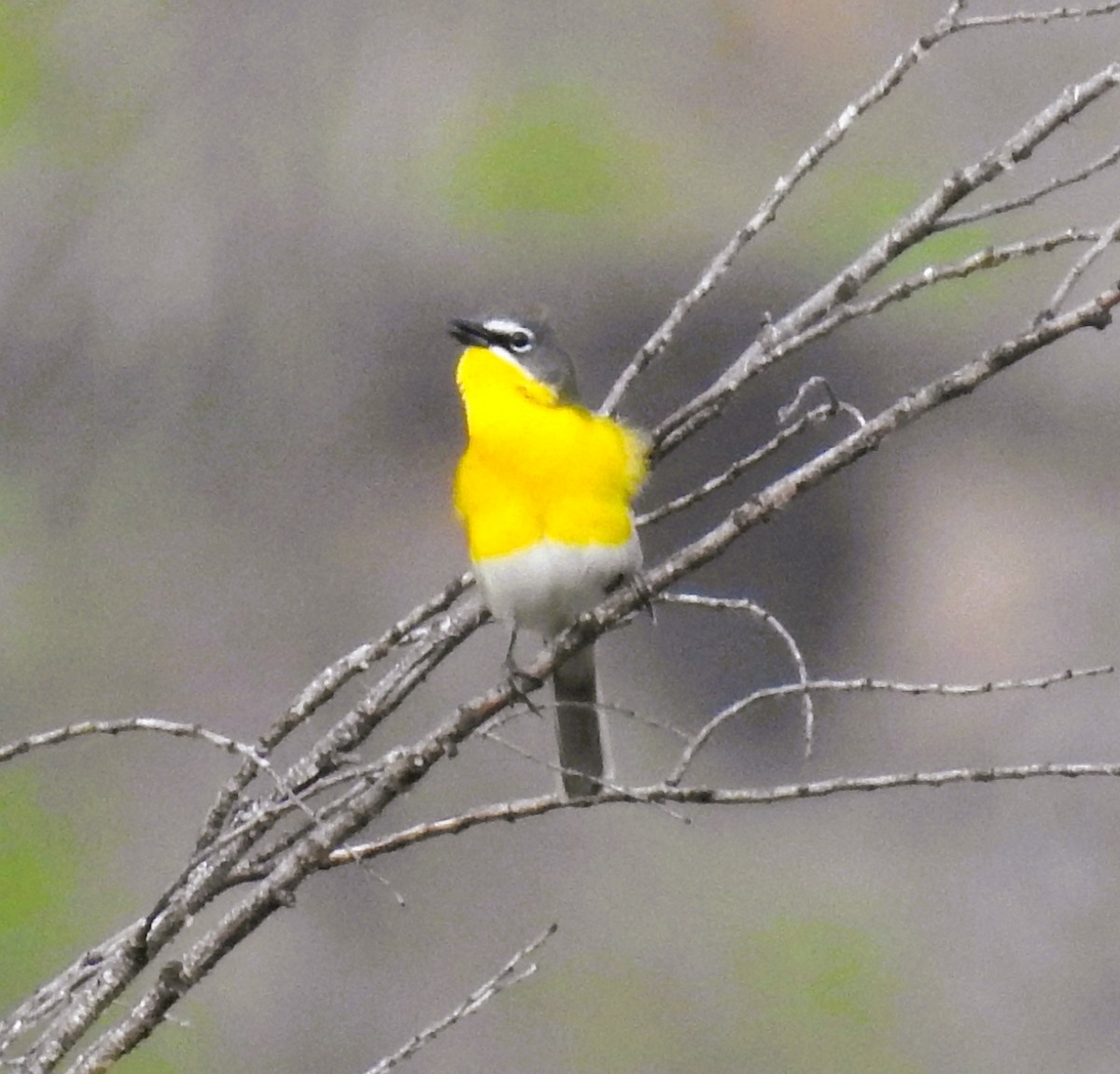 Yellow-breasted Chat - ML617848317