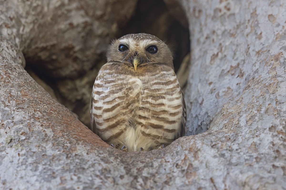 White-browed Owl - ML617848324