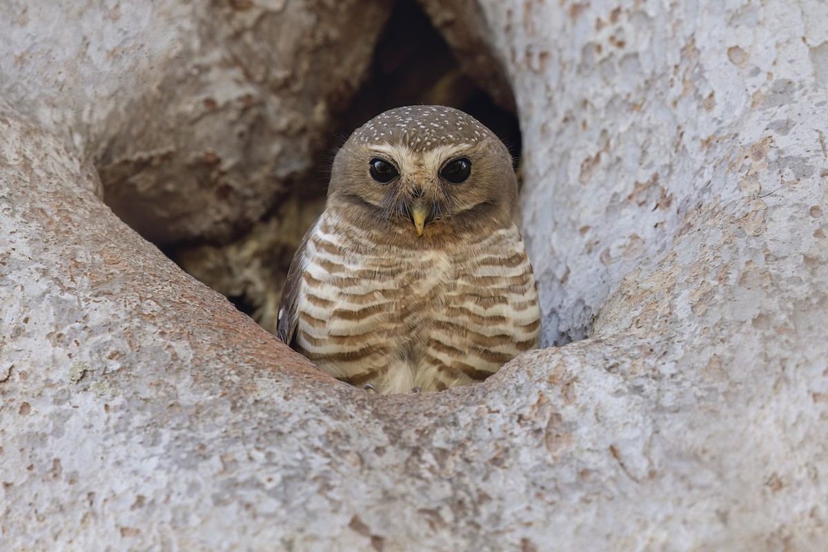 White-browed Owl - Marco Valentini