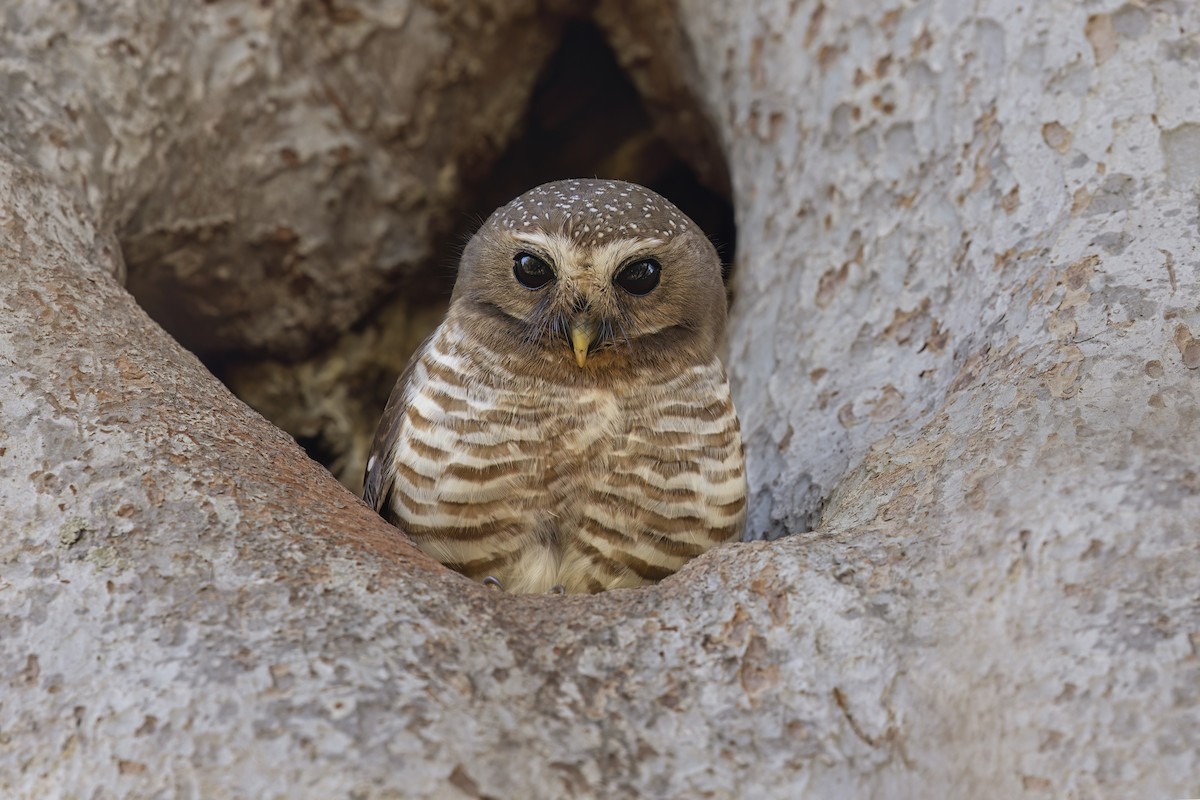 White-browed Owl - ML617848326