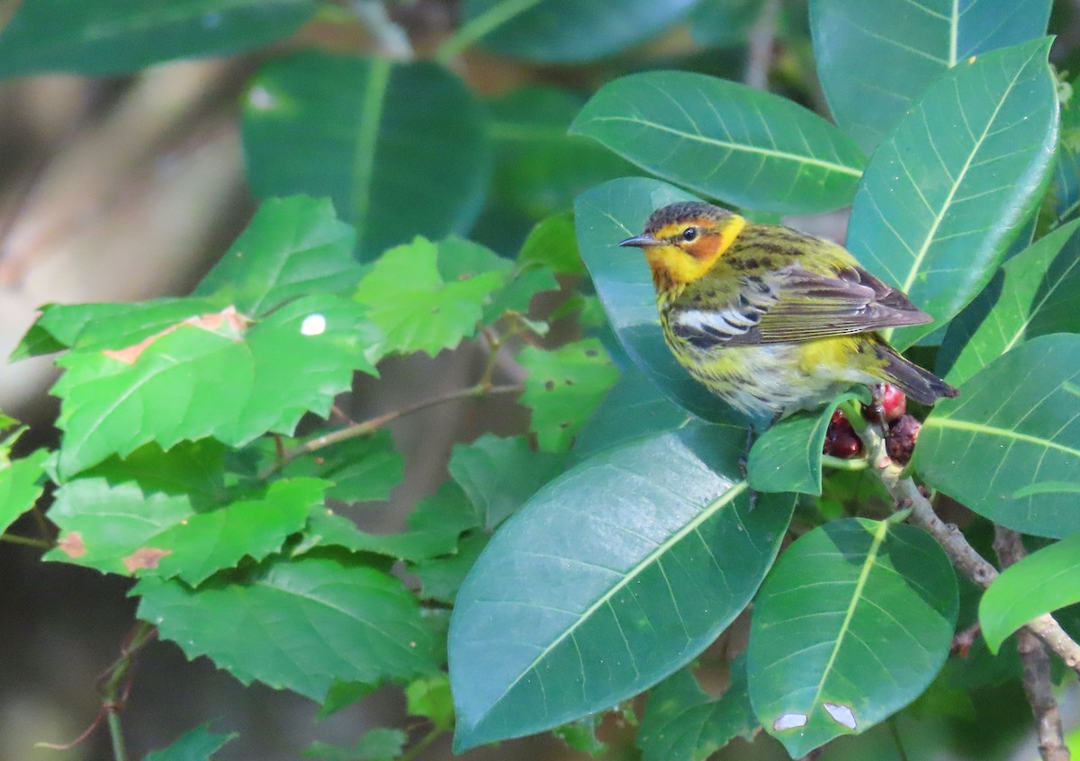 Cape May Warbler - ML617848343