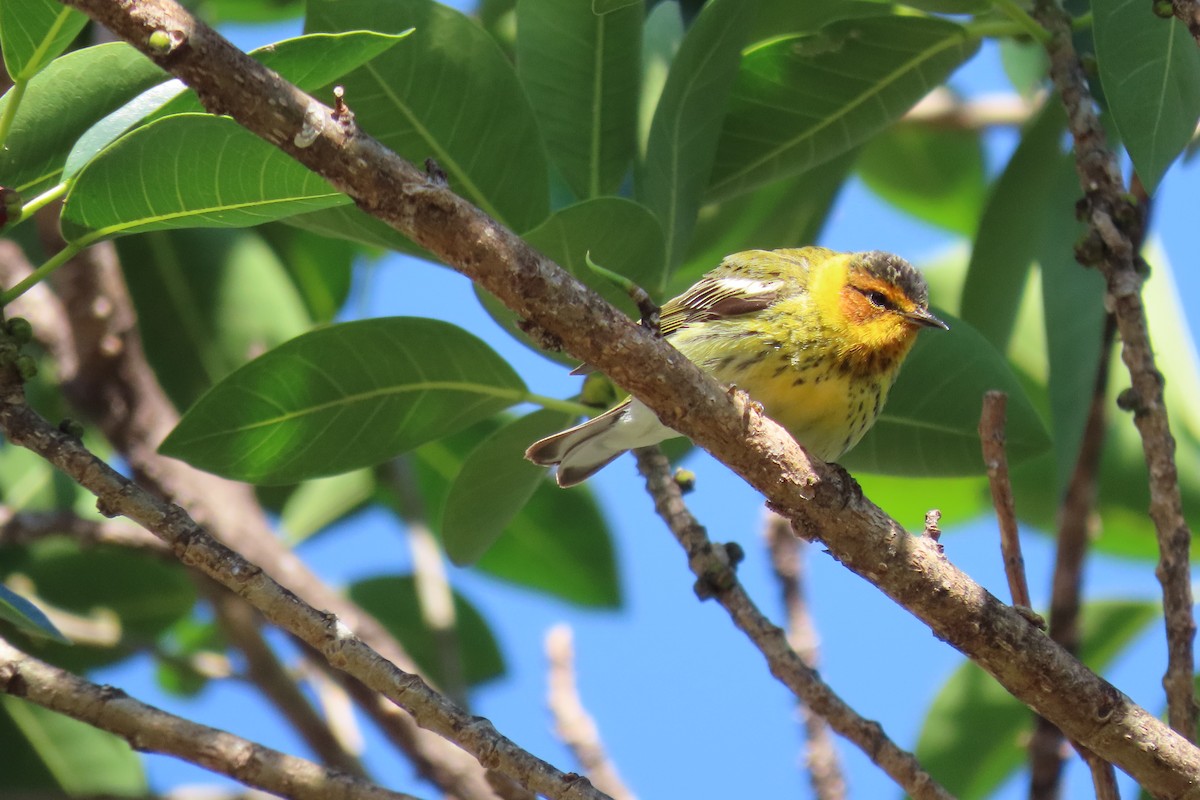 Cape May Warbler - ML617848344
