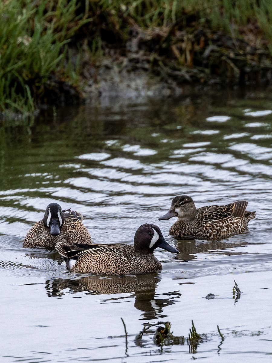 Blue-winged Teal - ML617848347