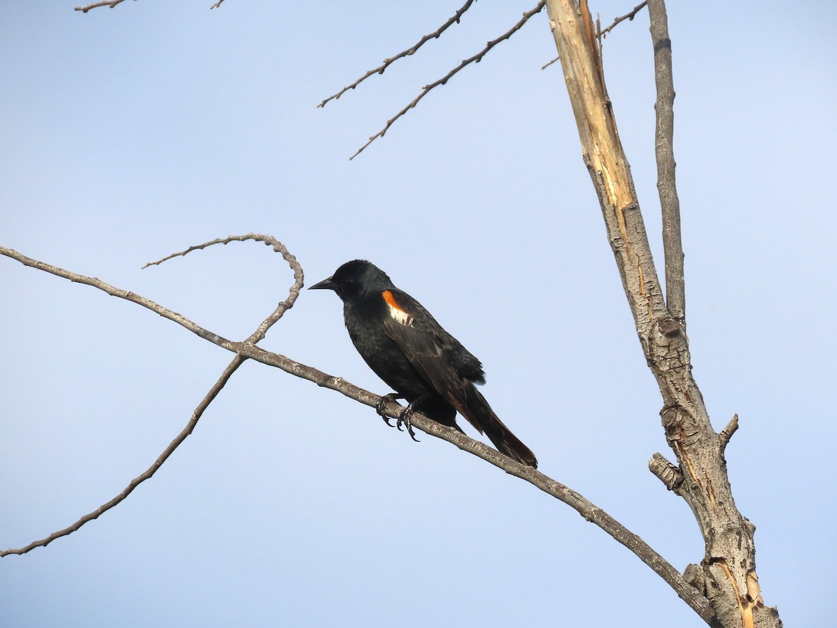 Tricolored Blackbird - ML617848359