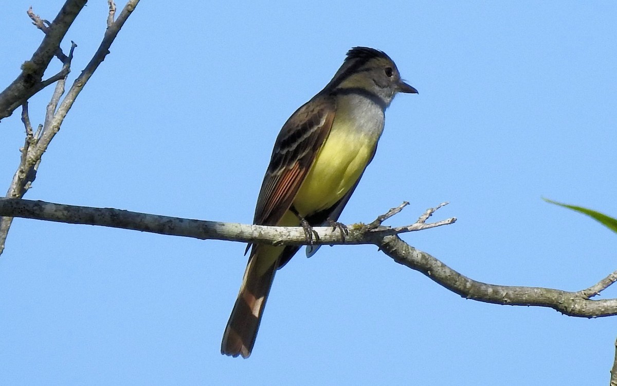 Great Crested Flycatcher - ML617848363