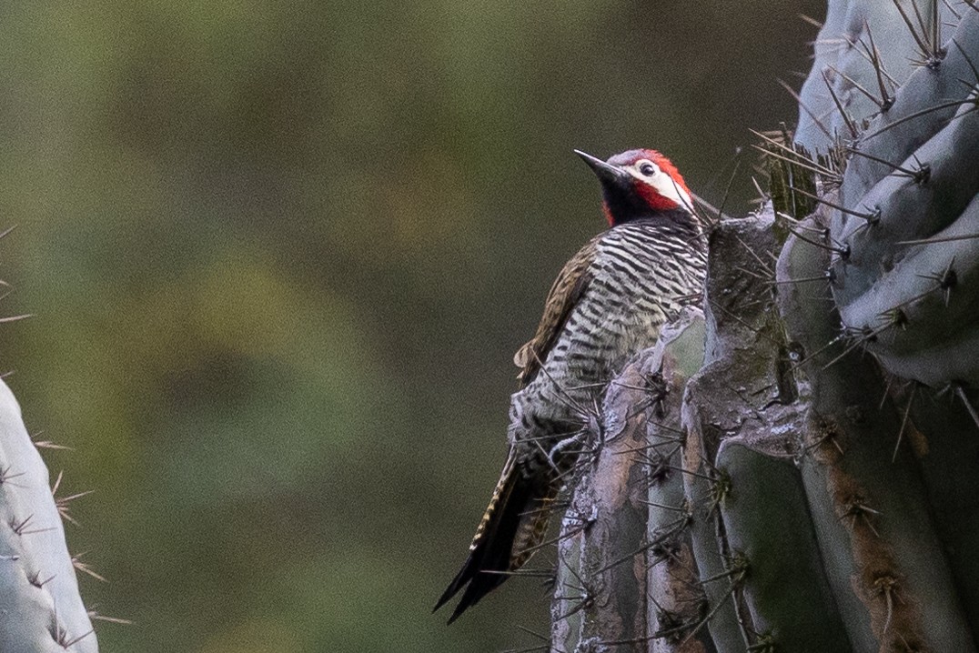 Black-necked Woodpecker - ML617848385
