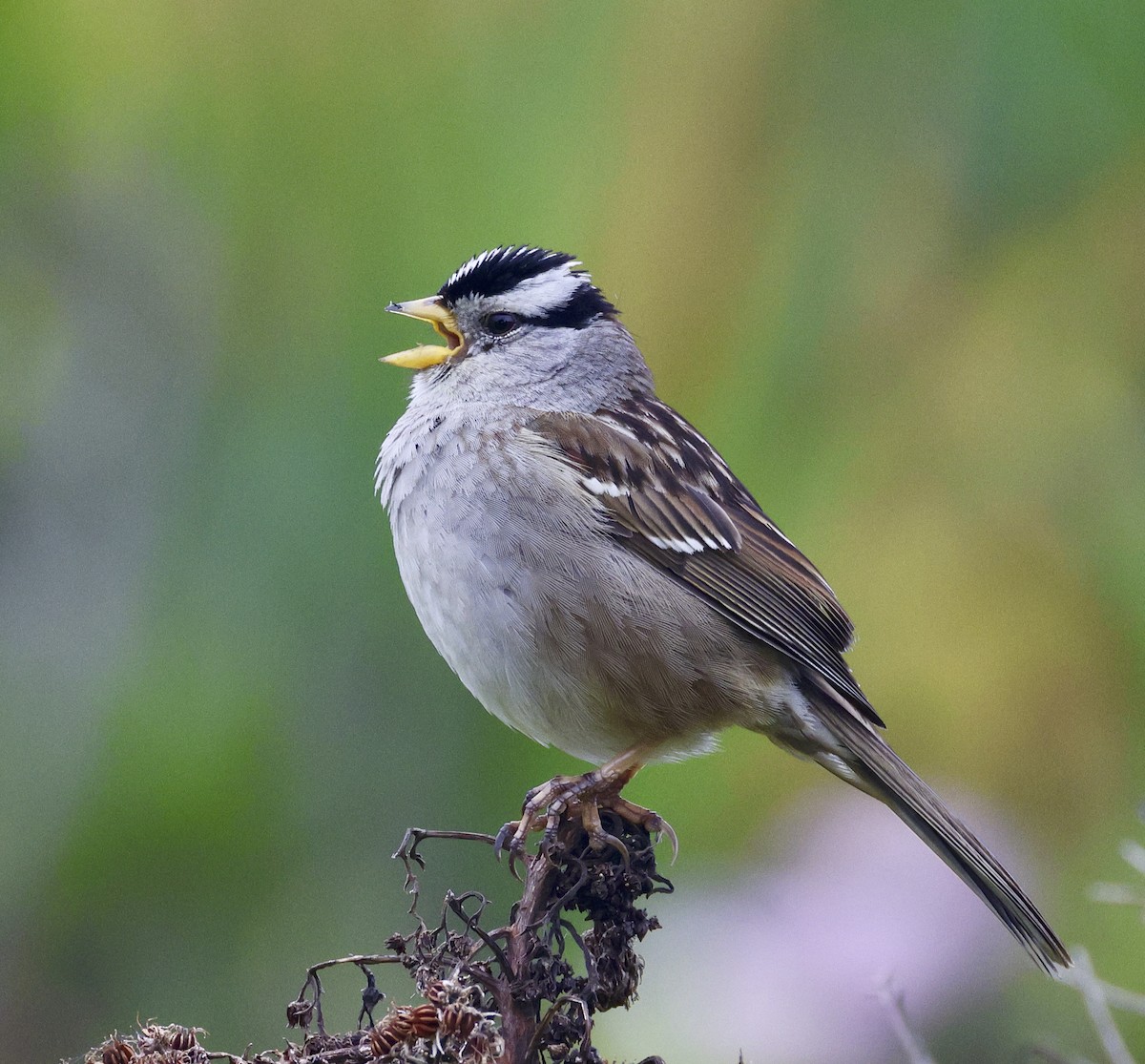 White-crowned Sparrow - ML617848392