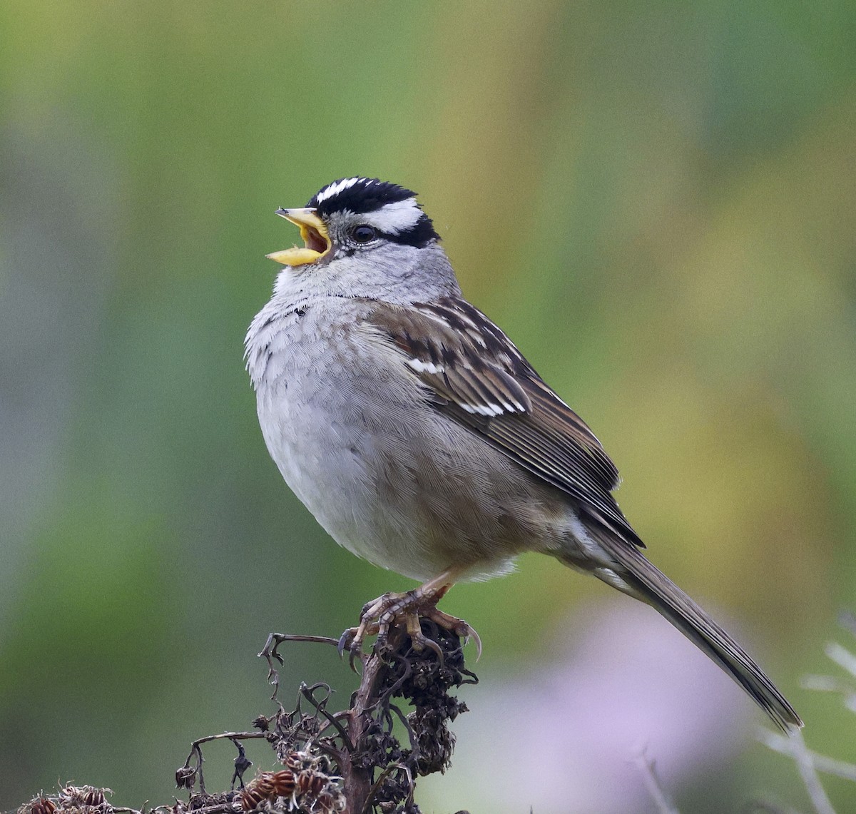 White-crowned Sparrow - ML617848393
