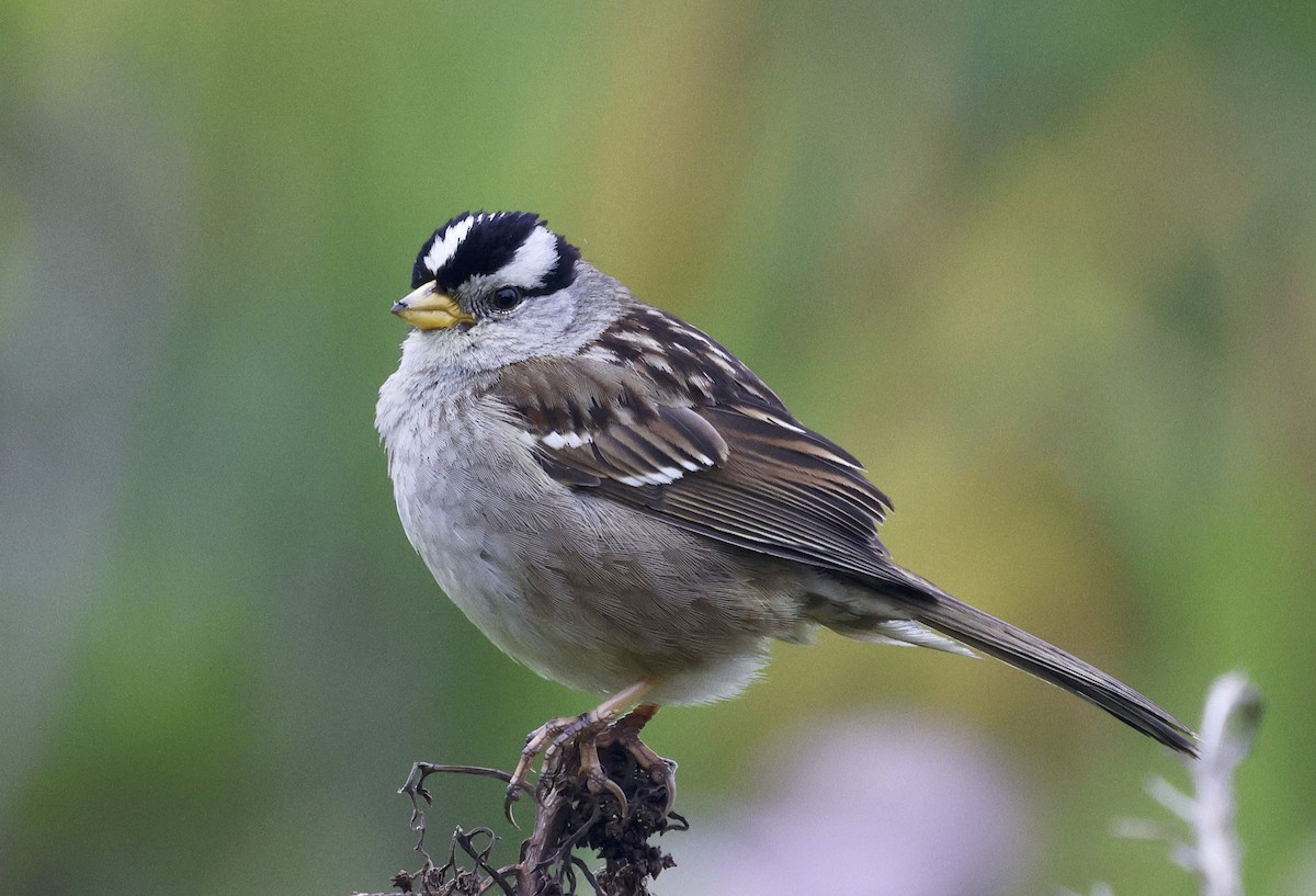 White-crowned Sparrow - ML617848394