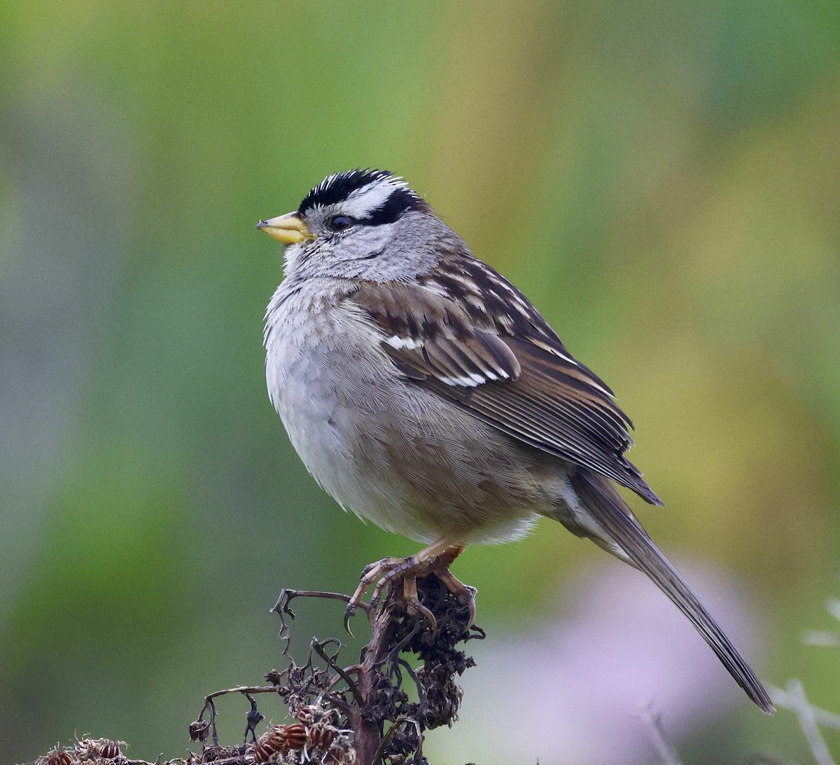 White-crowned Sparrow - Adam Dudley