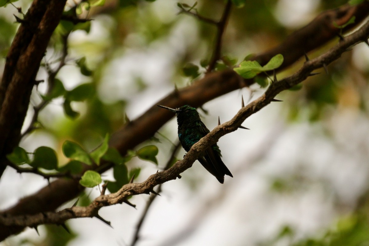 Blue-tailed Emerald - ML617848401