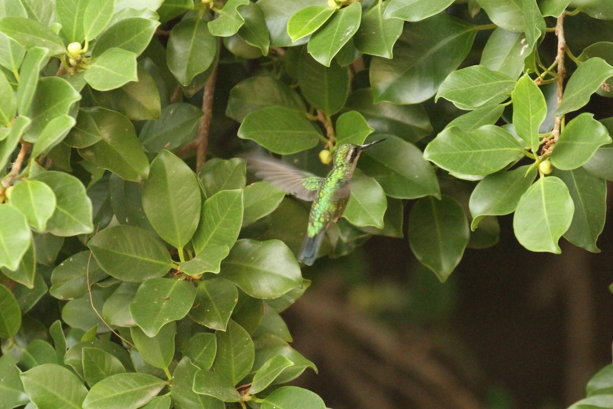 kolibřík modroocasý - ML617848402