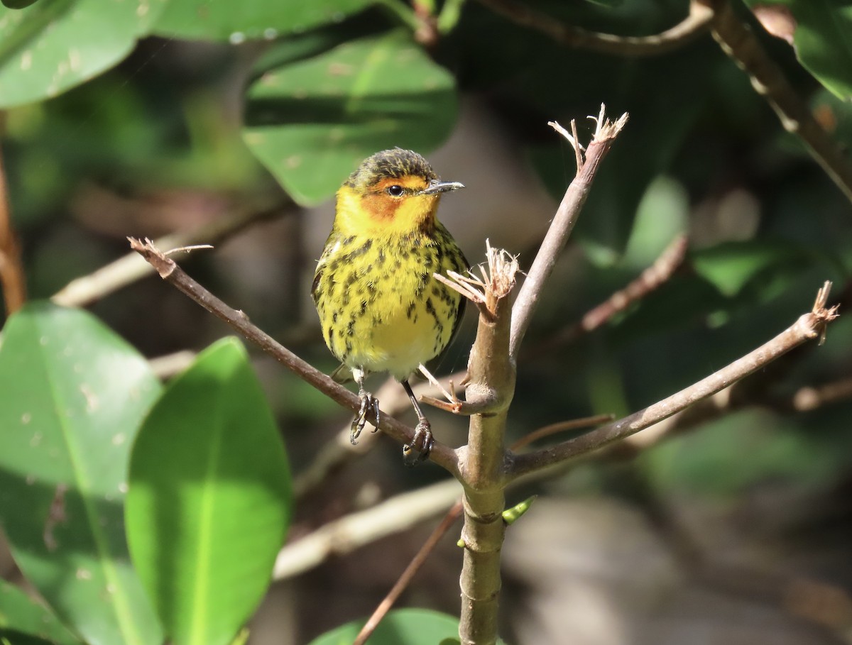 Cape May Warbler - ML617848414