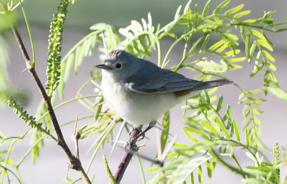 Lucy's Warbler - ML617848446