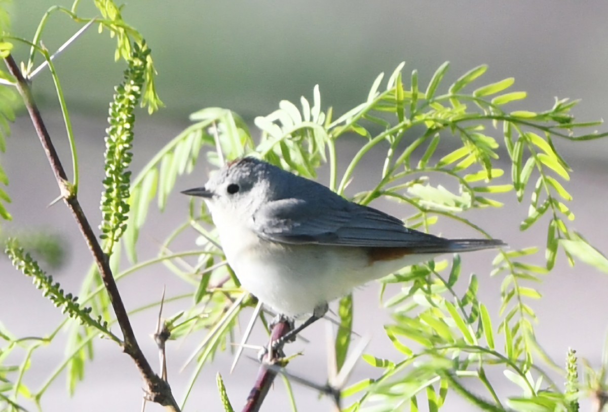Lucy's Warbler - ML617848447
