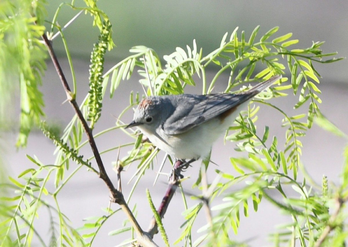 Lucy's Warbler - ML617848448