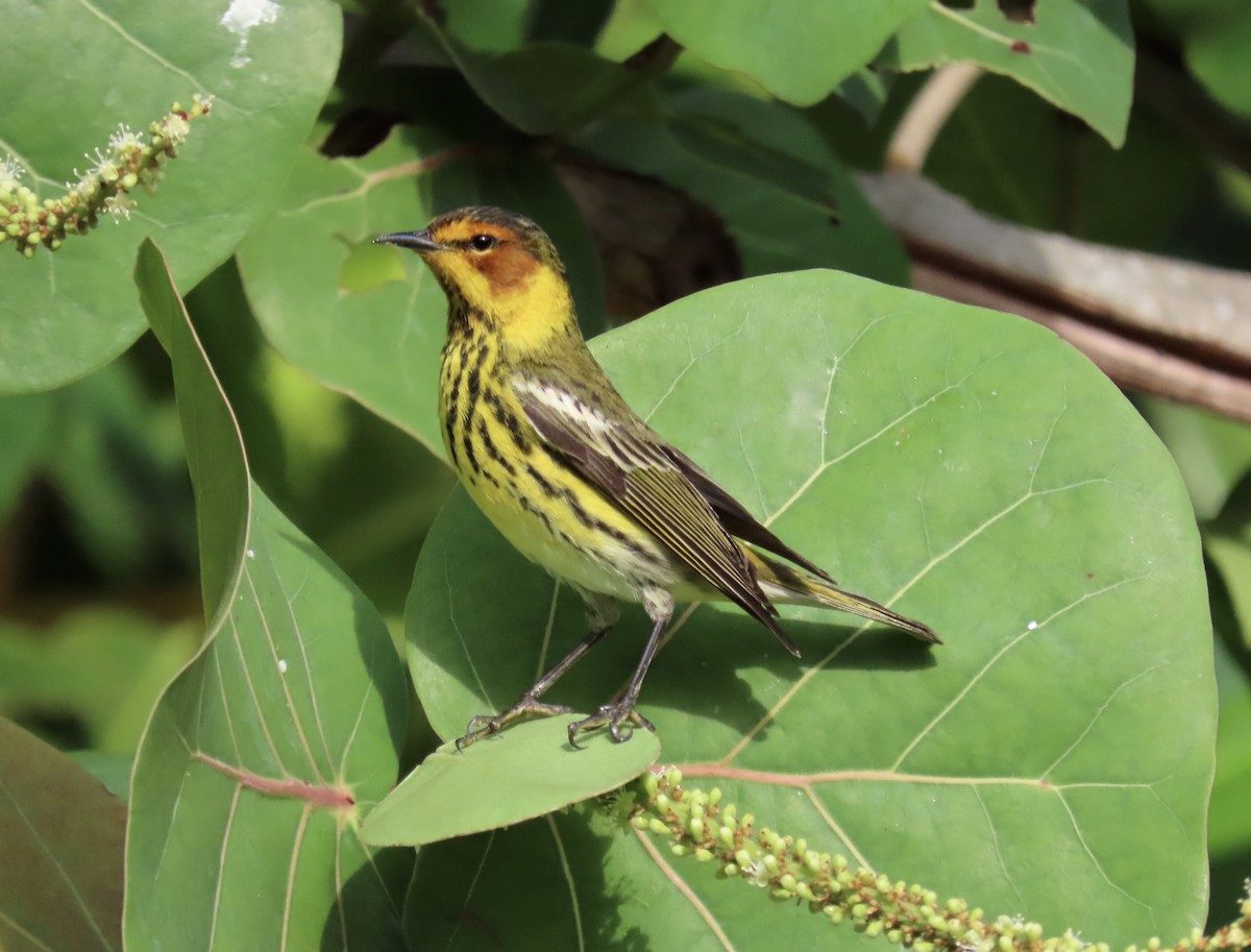 Cape May Warbler - ML617848456
