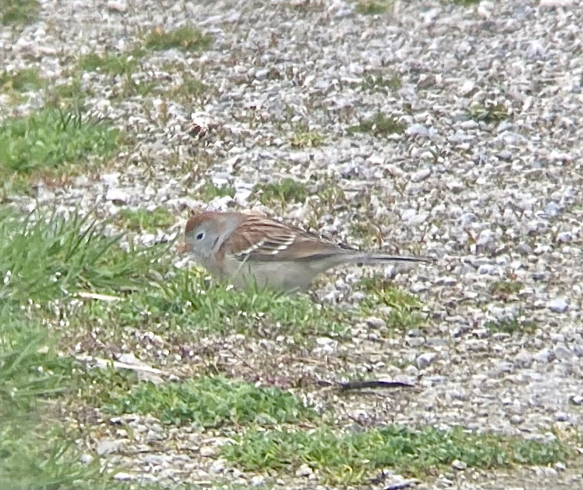 Field Sparrow - ML617848468