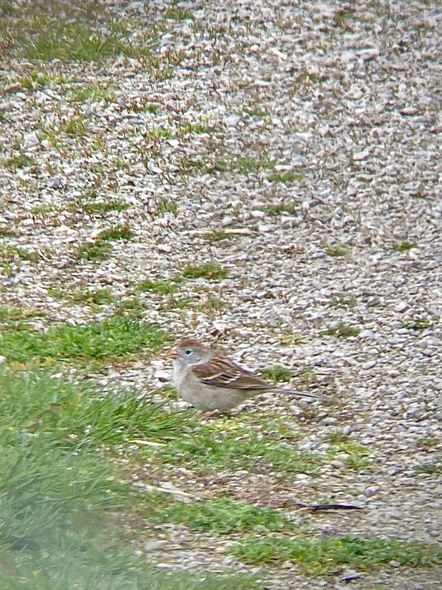 Field Sparrow - ML617848469