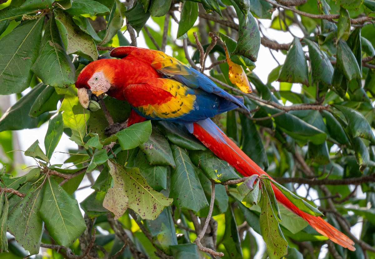 Scarlet Macaw - ML617848489