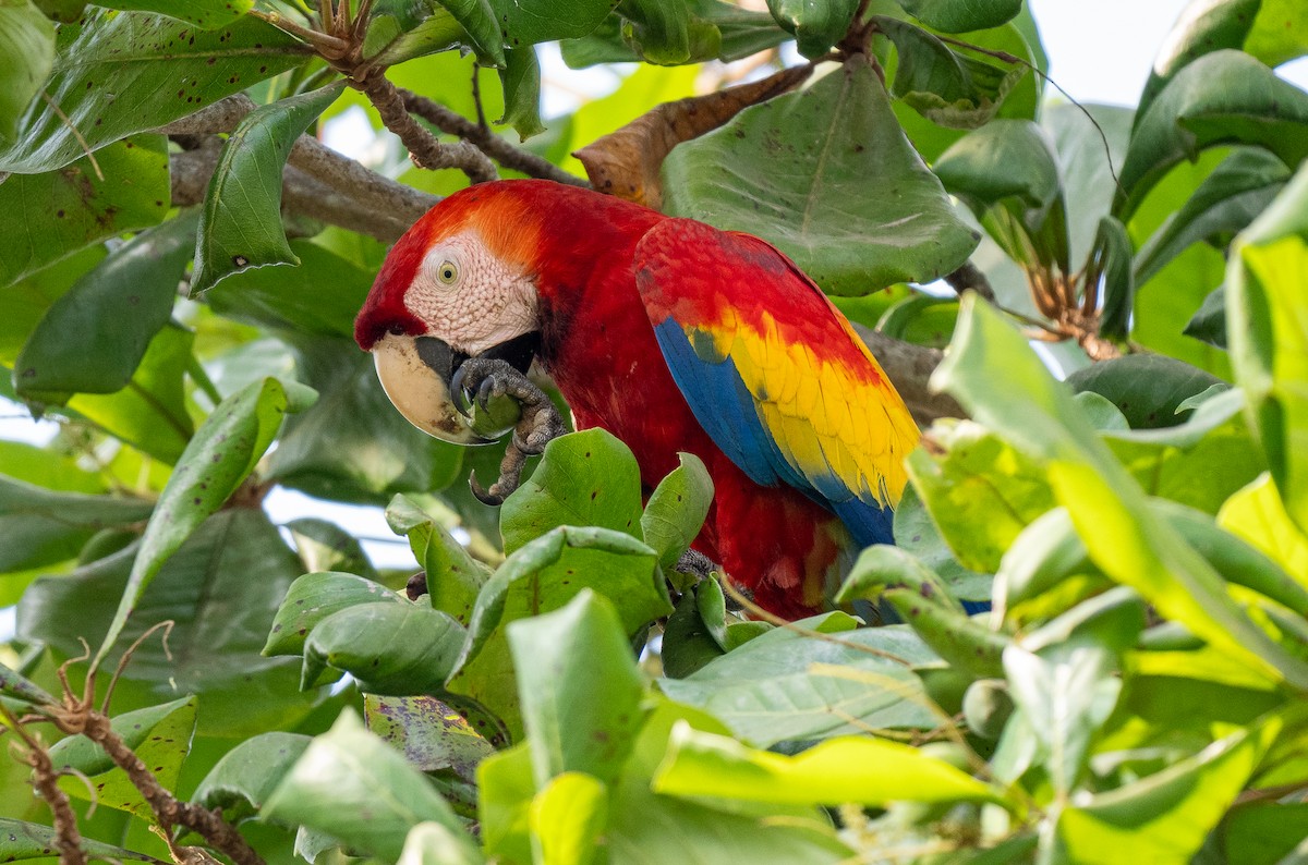 Scarlet Macaw - ML617848490