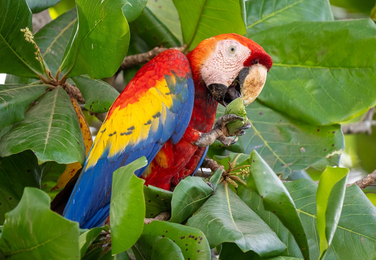 Scarlet Macaw - Forest Botial-Jarvis