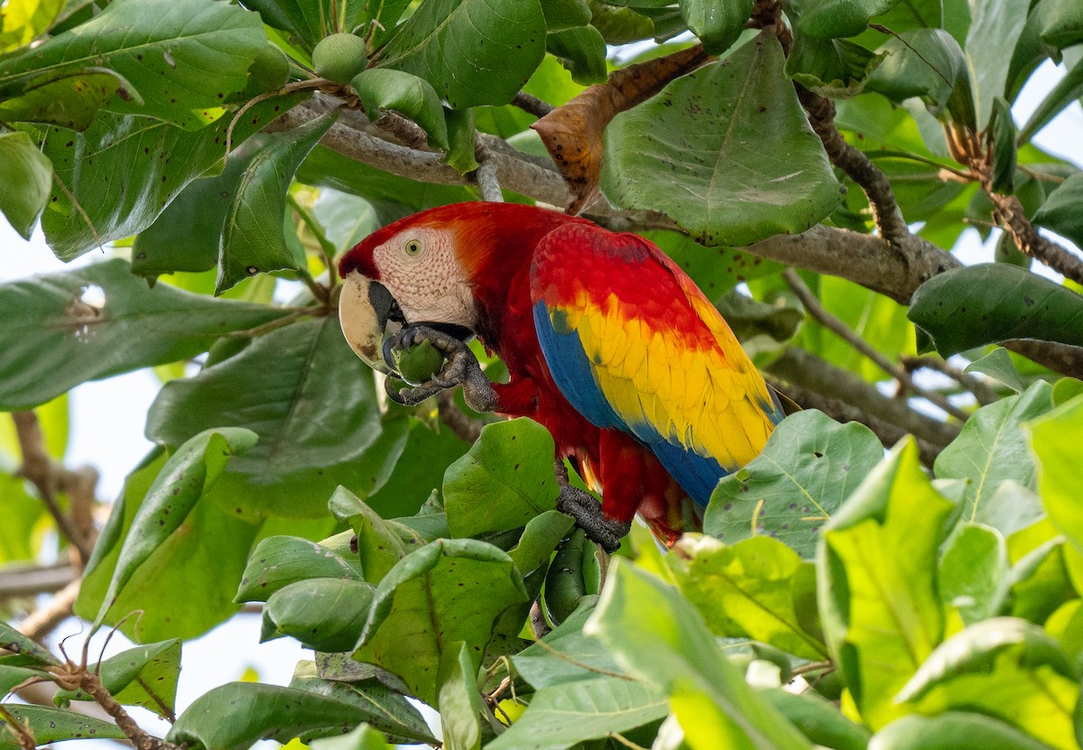 Scarlet Macaw - ML617848492