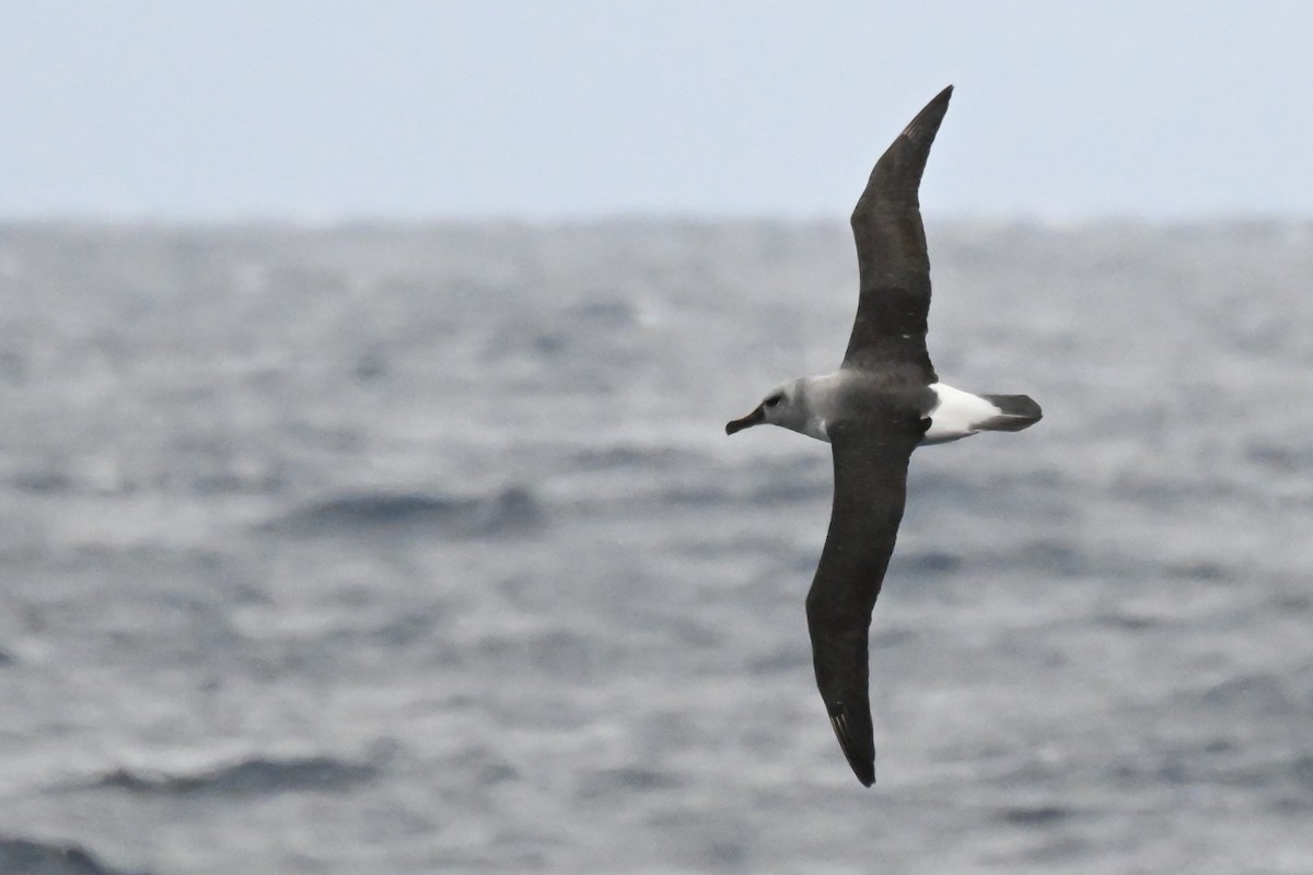 albatros šedohlavý - ML617848493