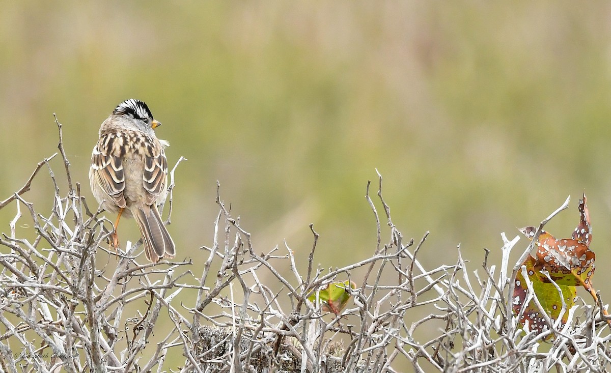 White-crowned Sparrow - Libby Burtner