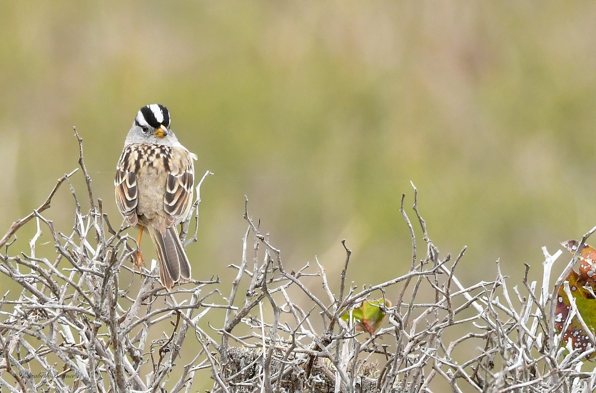 White-crowned Sparrow - Libby Burtner