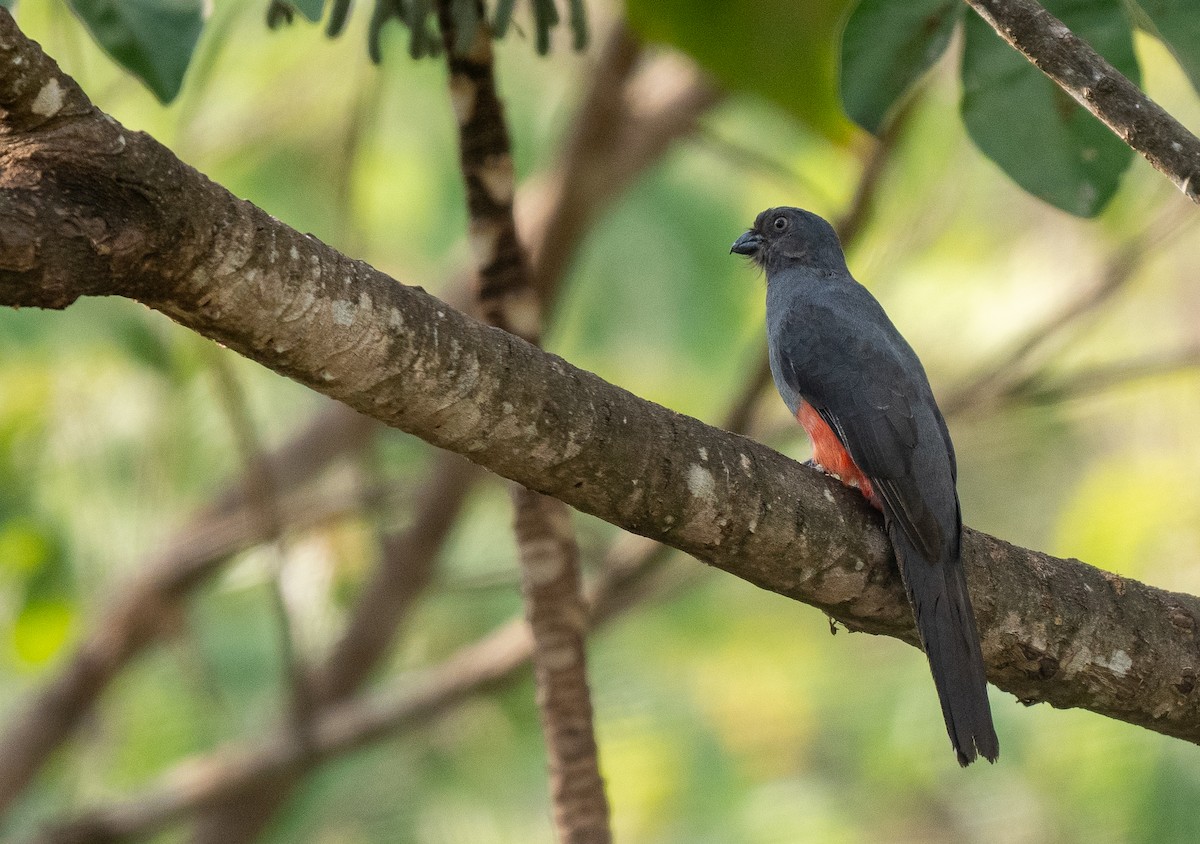 Slaty-tailed Trogon - Forest Botial-Jarvis