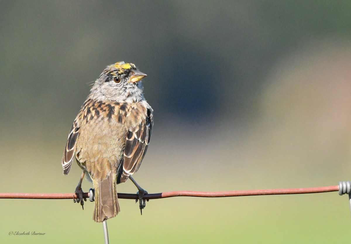 Golden-crowned Sparrow - Libby Burtner