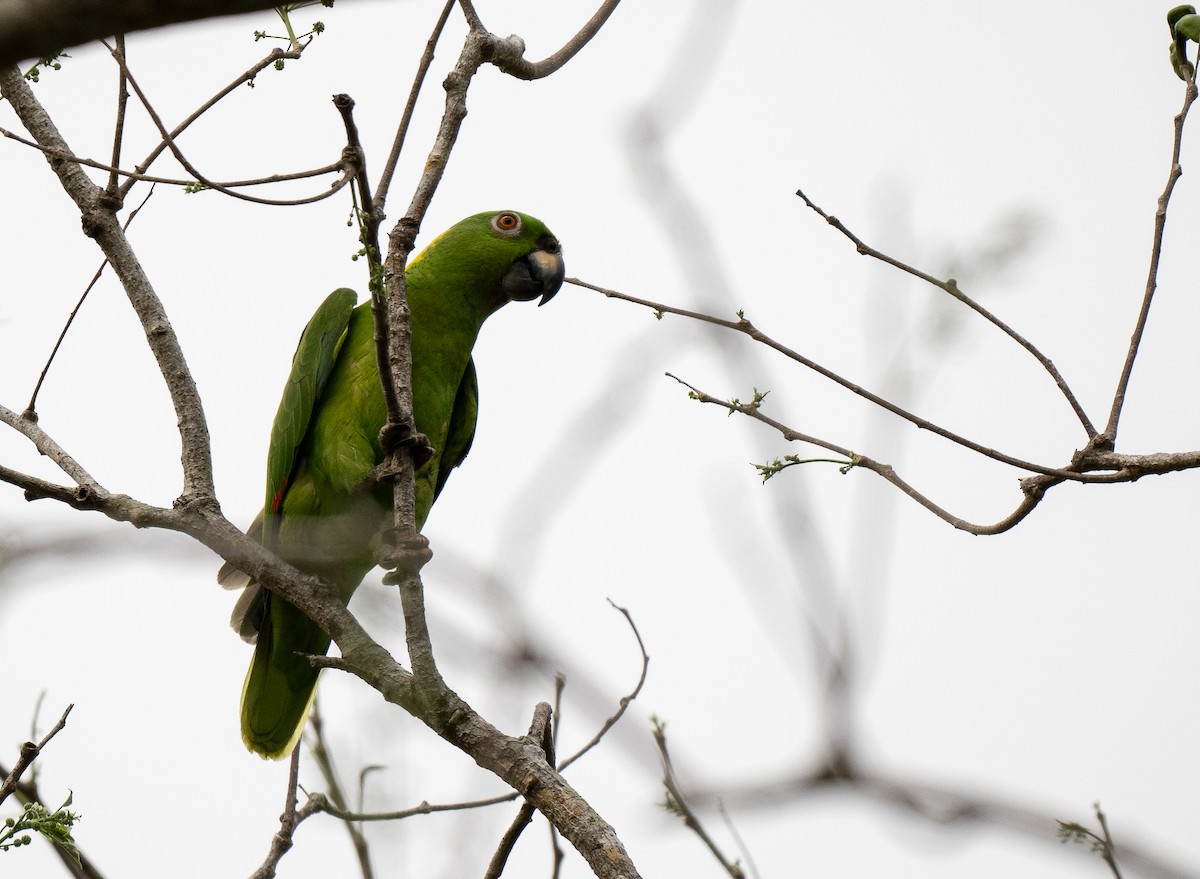 Yellow-naped Parrot - Forest Botial-Jarvis