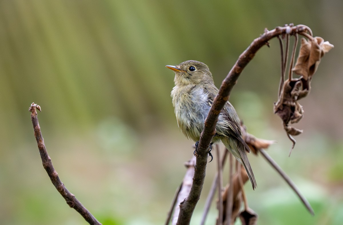 Yellow-bellied Flycatcher - Forest Botial-Jarvis