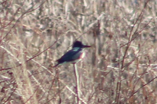 Belted Kingfisher - ML617848739