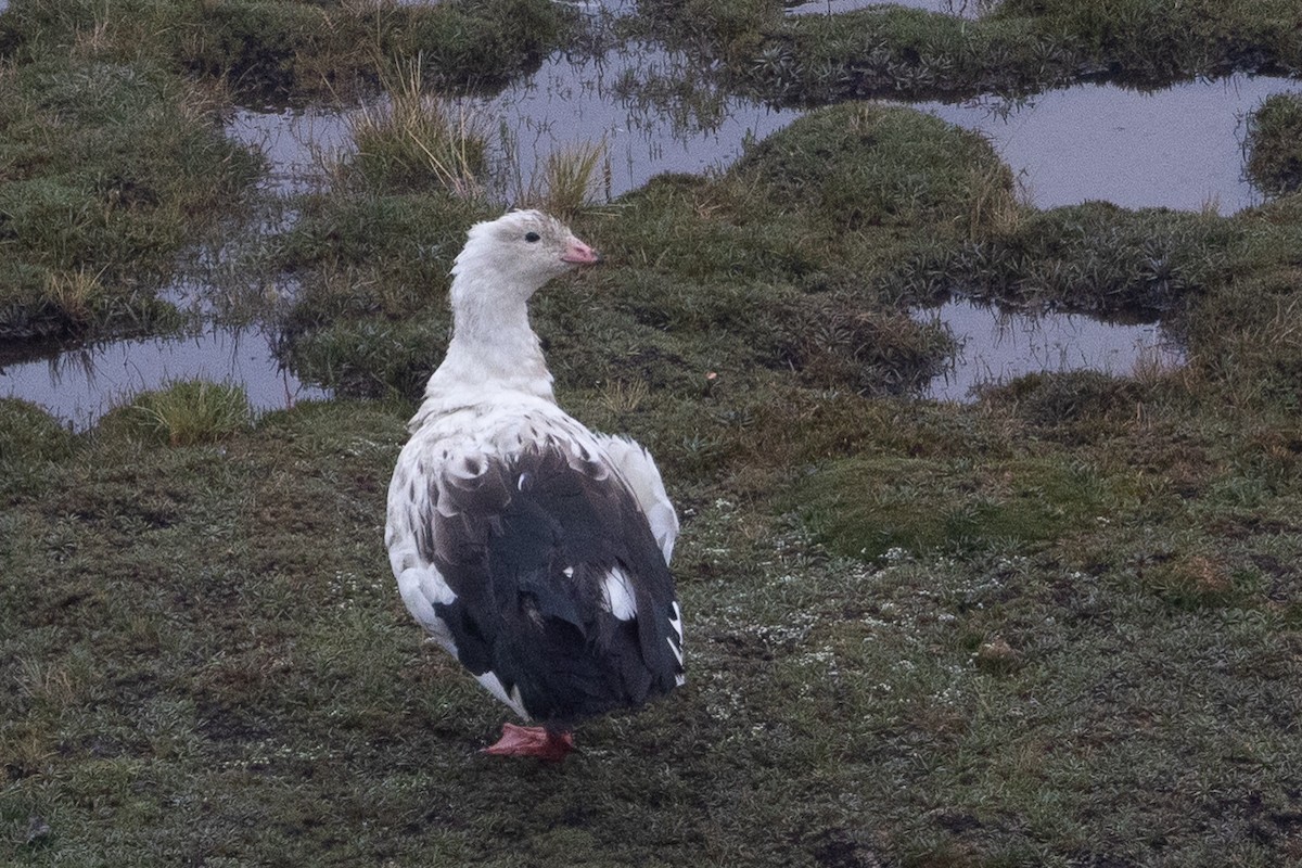 Andean Goose - Beatrix Pond