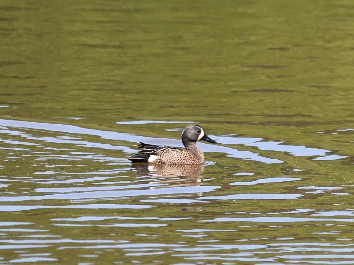 Blue-winged Teal - ML617848823