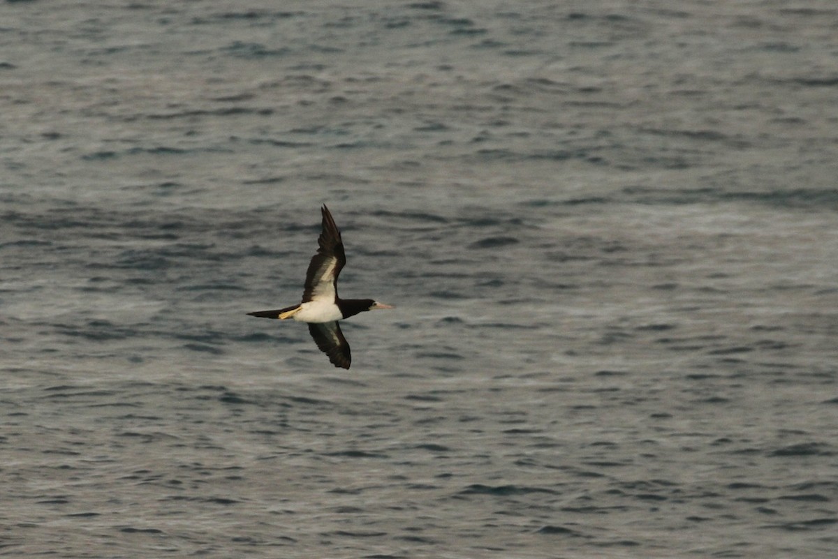 Brown Booby - ML617848833