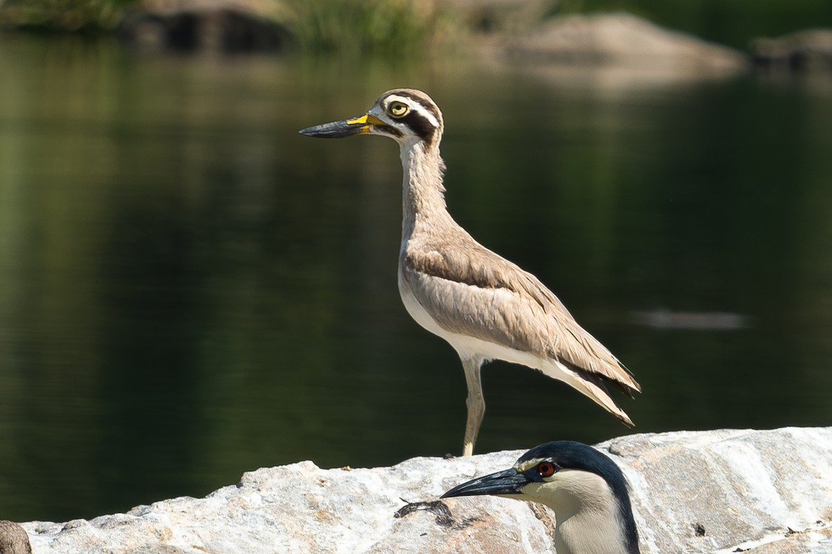 Great Thick-knee - ML617848839