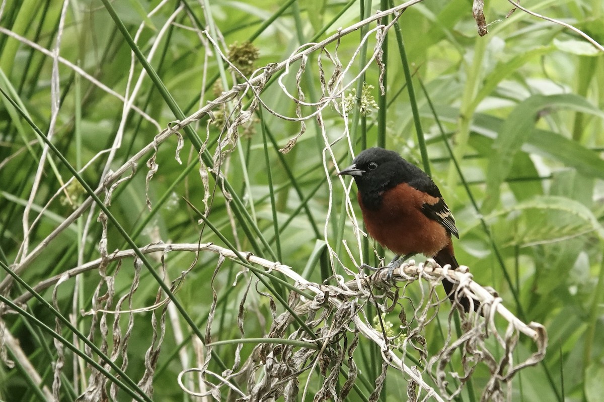 Orchard Oriole - ML617848843