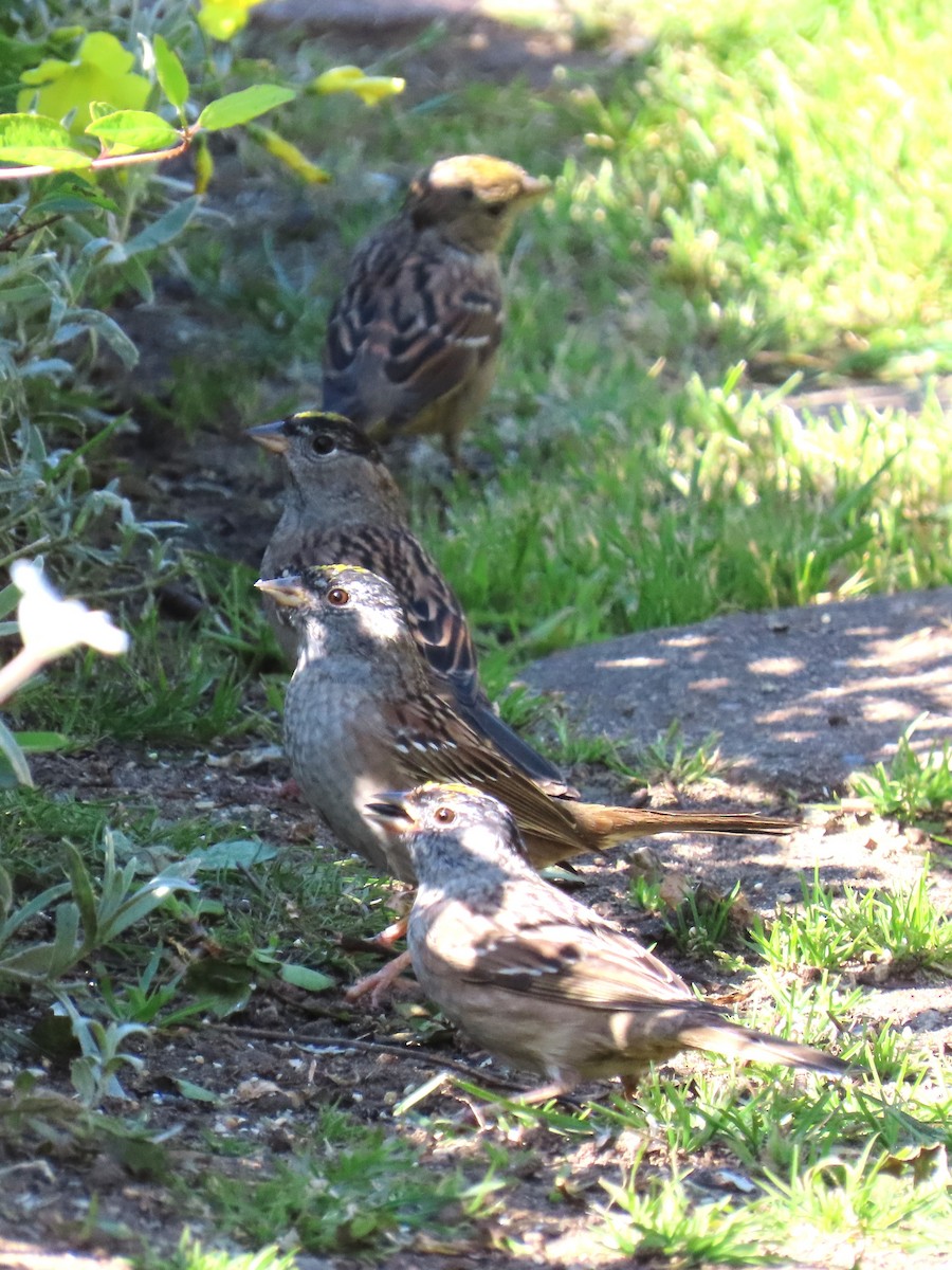 Golden-crowned Sparrow - ML617848864