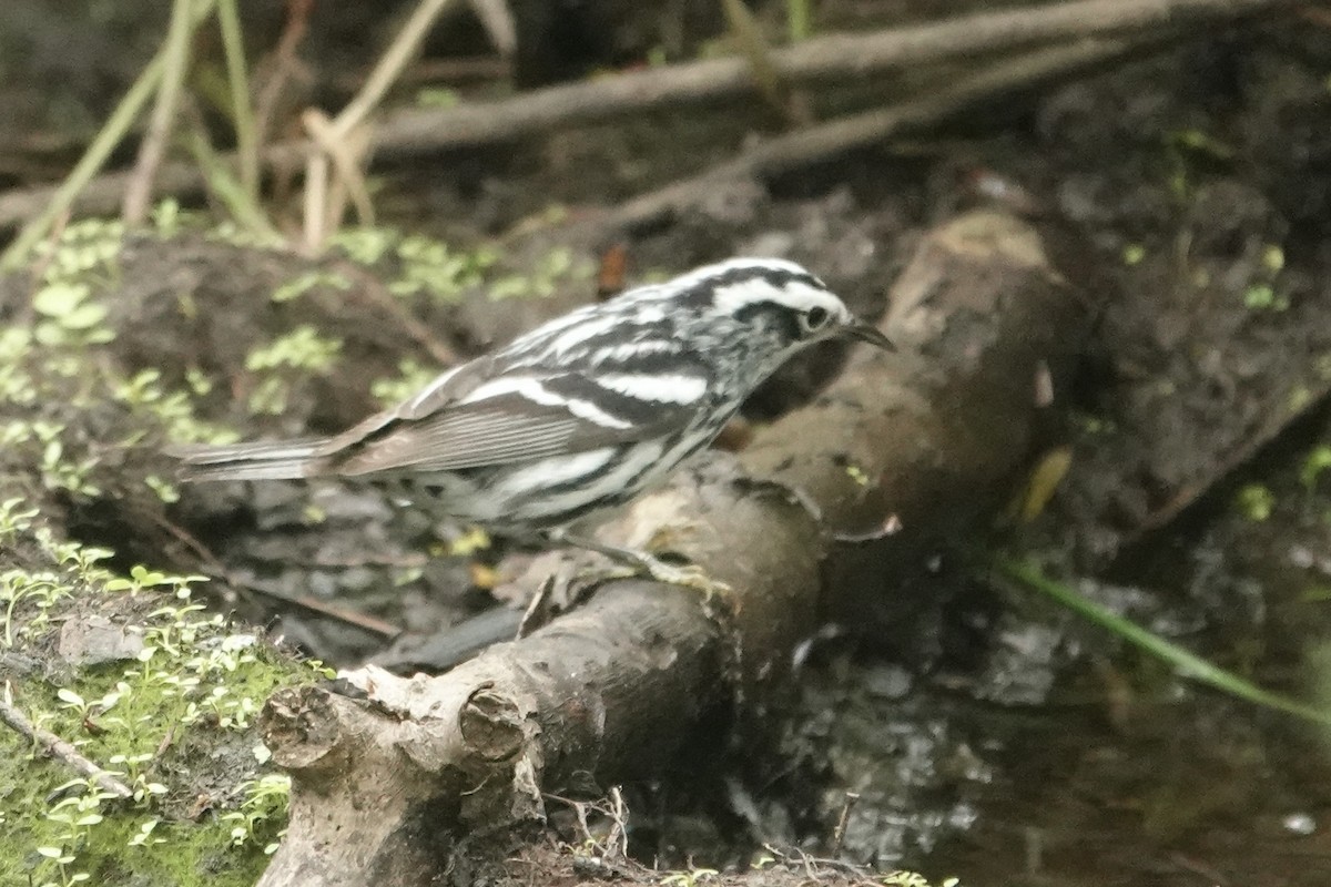 Black-and-white Warbler - ML617848877