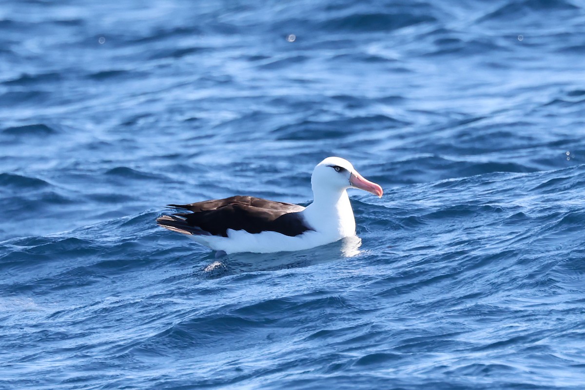 Albatros Ojeroso (impavida) - ML617848977