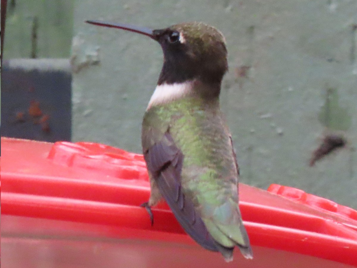 Black-chinned Hummingbird - ML617848985